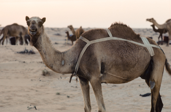 Camel with udder straps
