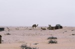 Camels and birds in the desert