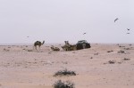 Camels and birds in the desert