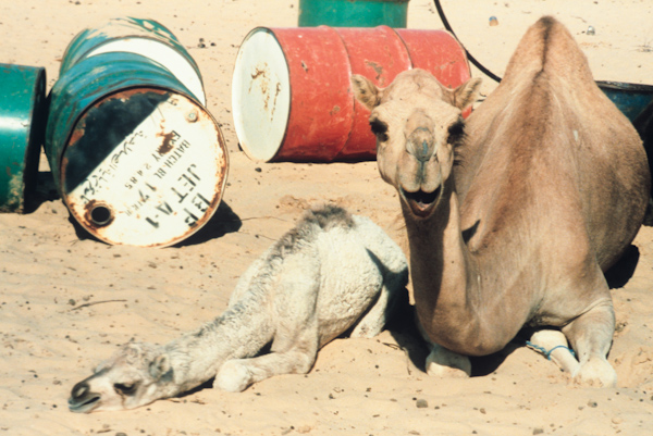 Camels and oil barrels