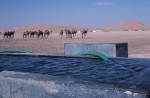 Camels approach the full water trough