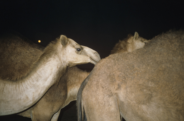 Camels at night