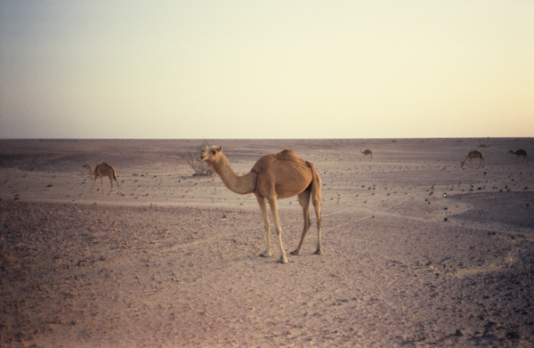 Camels browsing