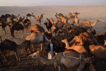 Camels drinking