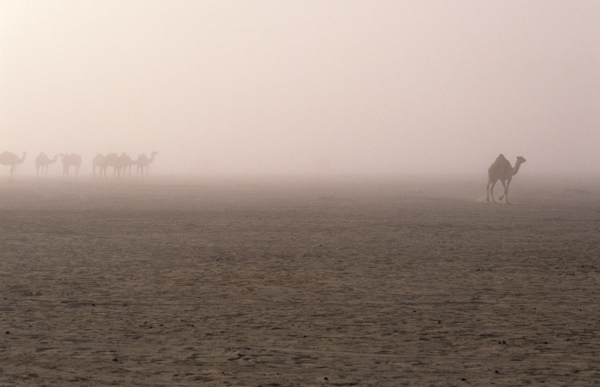 Camels in early morning fog