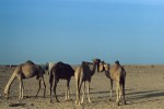 Camels playing