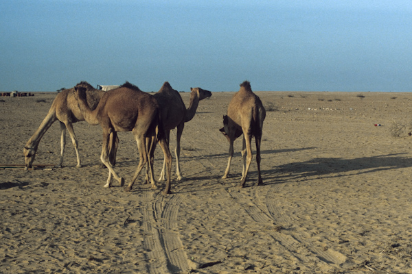 Camels playing