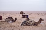 Camels resting and feeding in the early morning