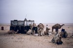 Camels resting in the early morning