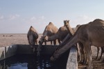 Camels watering at Sahma