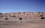 Dunes in the Wahiba Desert
