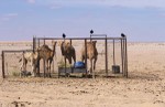 Enclosure for young camels