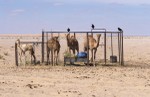 Enclosure for young camels