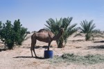 Experimental farm near Rima and camel
