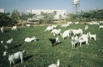 Experimental "Somali" goat