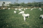 Experimental "Somali" goat