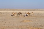 Feeding camel herd