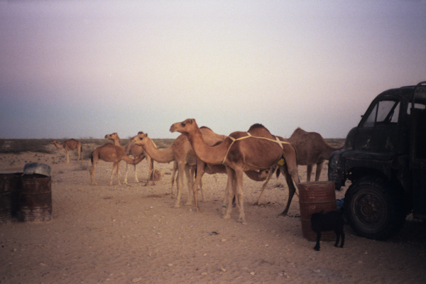 Feeding camels