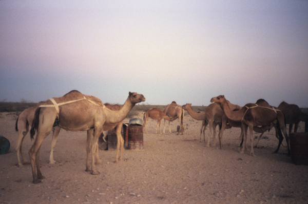 Feeding camels