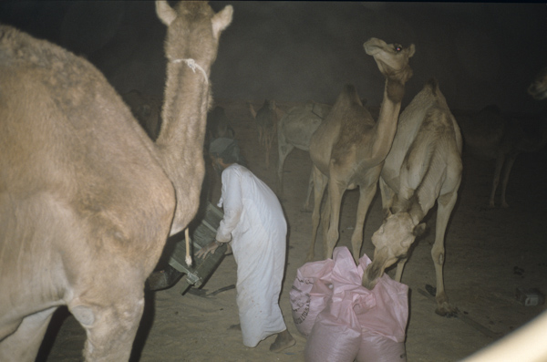 Feeding camels at night