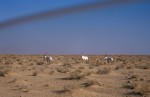 Free-roaming oryx near Yalooni