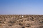 Free-roaming oryx near Yalooni