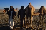 Fresh camels milk and young nursing