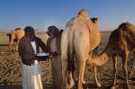 Fresh camel's milk