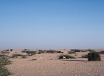 Gazelle at Wadi Faysr