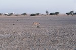 Gazelle at Yalooni
