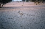 Gazelle at Yalooni