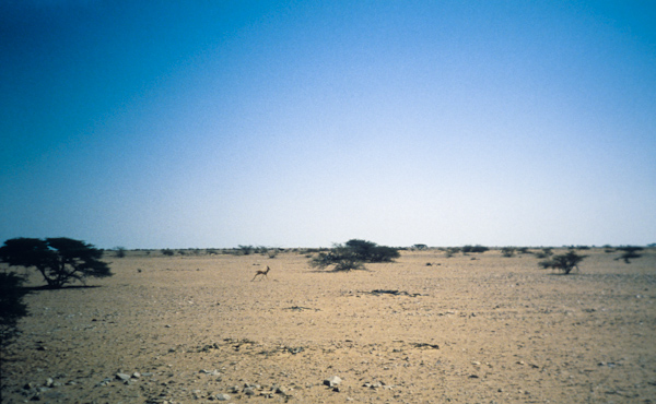 Gazelle near Wadi bu Mudhabi