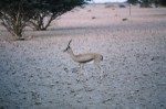 Gazelle near Yalooni