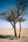 'Ghafatein': The two Ghaf trees on the way to Wadi Mukhaizana from the north