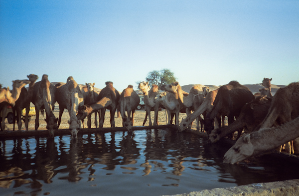Ghubbar well and thirsty camel herd
