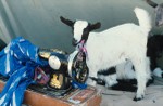 Goat kid and sewing machine