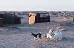 Goats and goat shelter