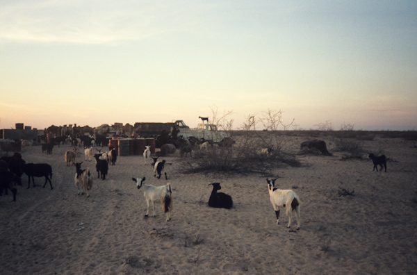 Goats awaiting food