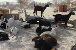 Goats in household camp
