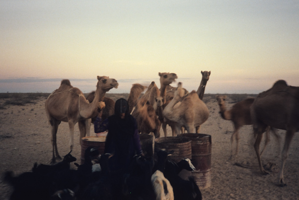 Hand feeding camels and goats