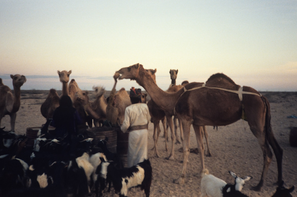 Hand feeding camels and goats