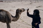 Hand feeding orphaned camel with reconstituted cows milk