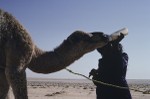 Hand feeding orphaned camel with reconstituted cows milk