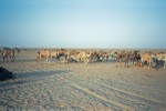 Har-Rashid camel herd at Harasiis