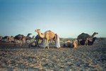 Har-Rashid milking camels
