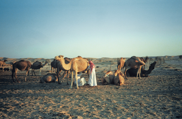 Har-Rashid milking camels