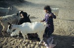 Helping goat kids to nurse from mother