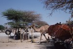 Houeshold compound and camel