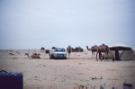 Household camp with camels