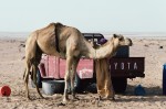 Man with camel